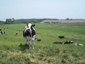 Wisconsin Dairy Farms