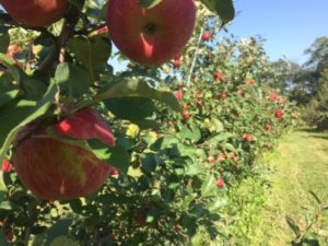 wisconsin apple orchards and pumpkin patches