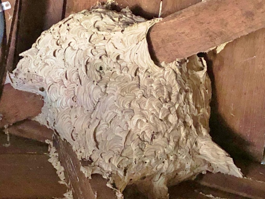nest, hornets