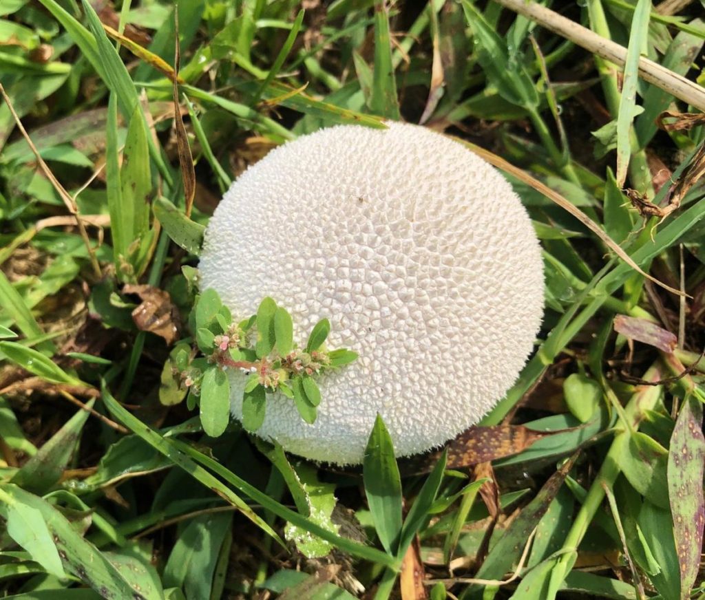 puffball mushroom, fungi