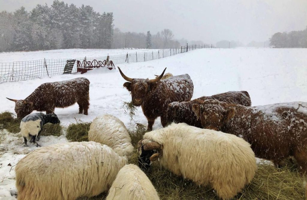 snow, cows, sheep, cattle